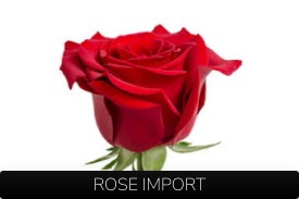 rose import